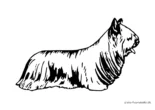 Ausmalbild Skye Terrier