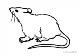 Ausmalbild Kleine Maus mit langem Schwanz