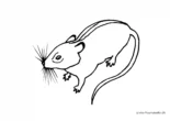 Ausmalbild Maus mit langem Schnurhaar