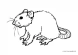 Ausmalbild Ratte mit langen Schwanz