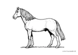 Ausmalbild Hübsches Pferd