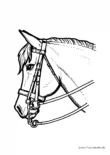 Ausmalbild Pferd mit doppelten Zügeln