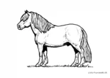 Ausmalbild Pferd mit langer Mähne