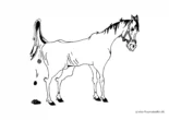 Ausmalbild Pferd mit Pferdeäpfel