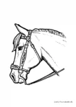 Ausmalbild Pferd mit Westernausrüstung