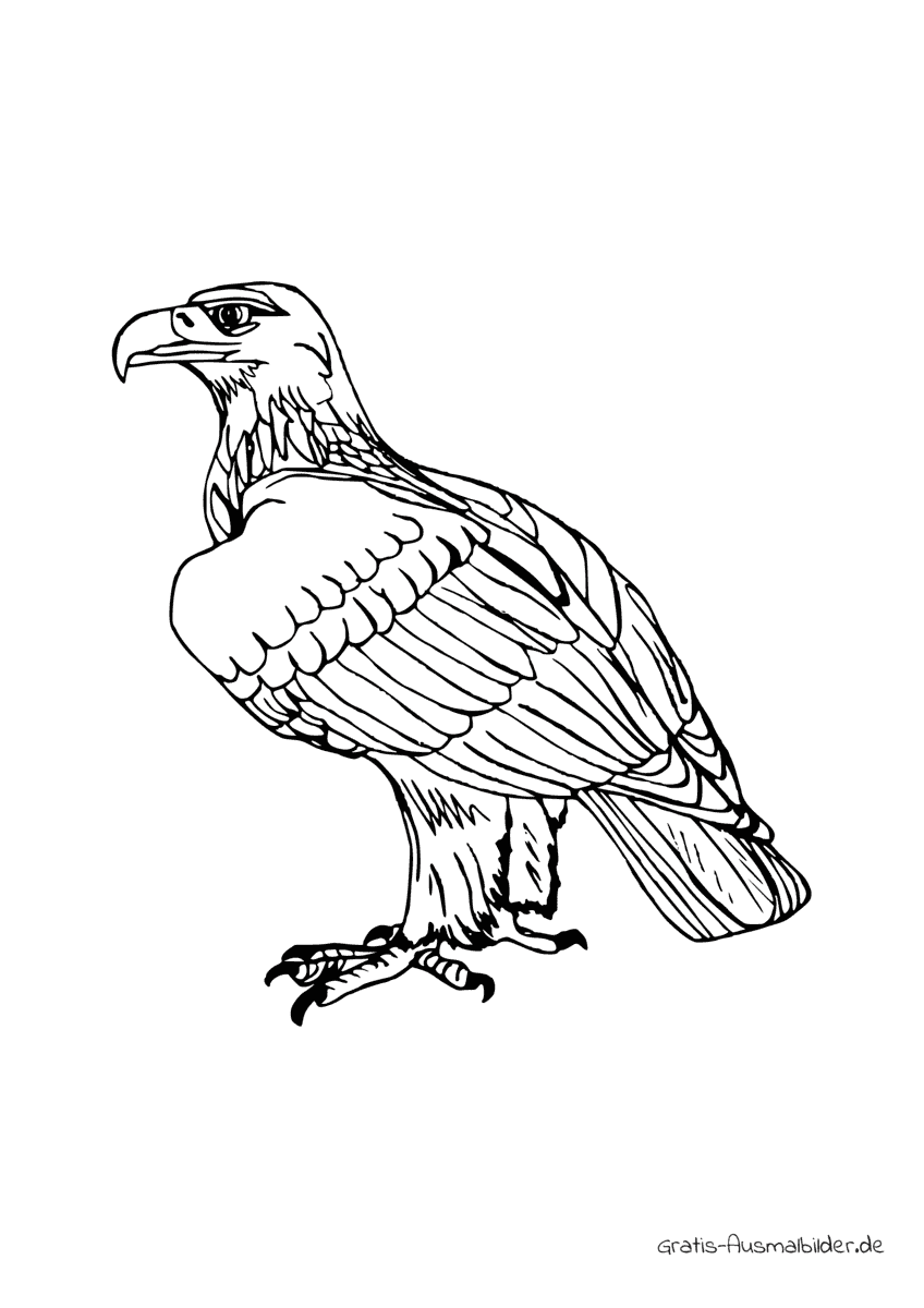 Ausmalbild Adler sitzend
